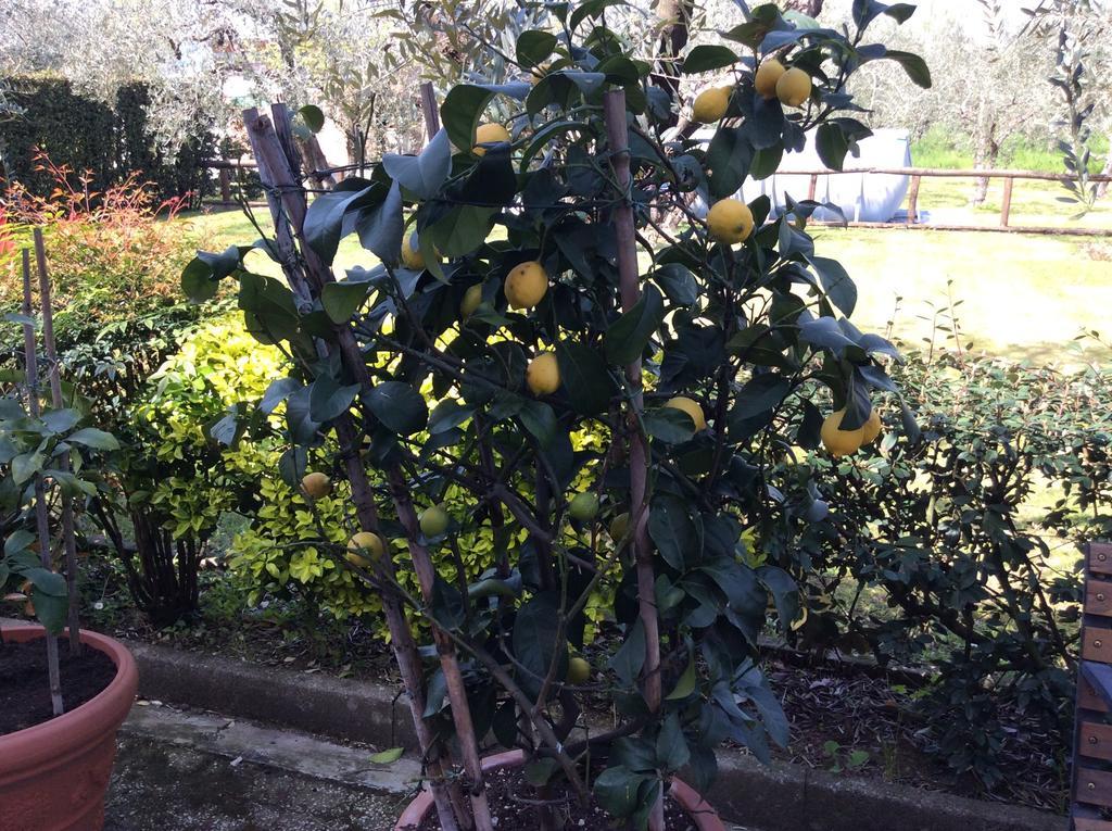 Tenuta Fagnani Lucca Pokoj fotografie